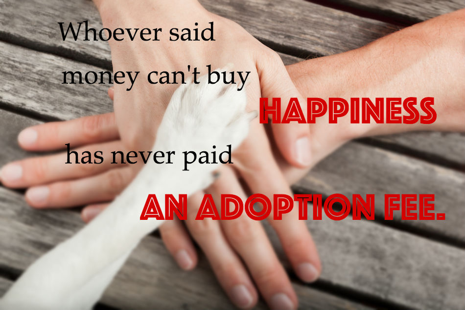 adoption-quotes-edited-6.jpg