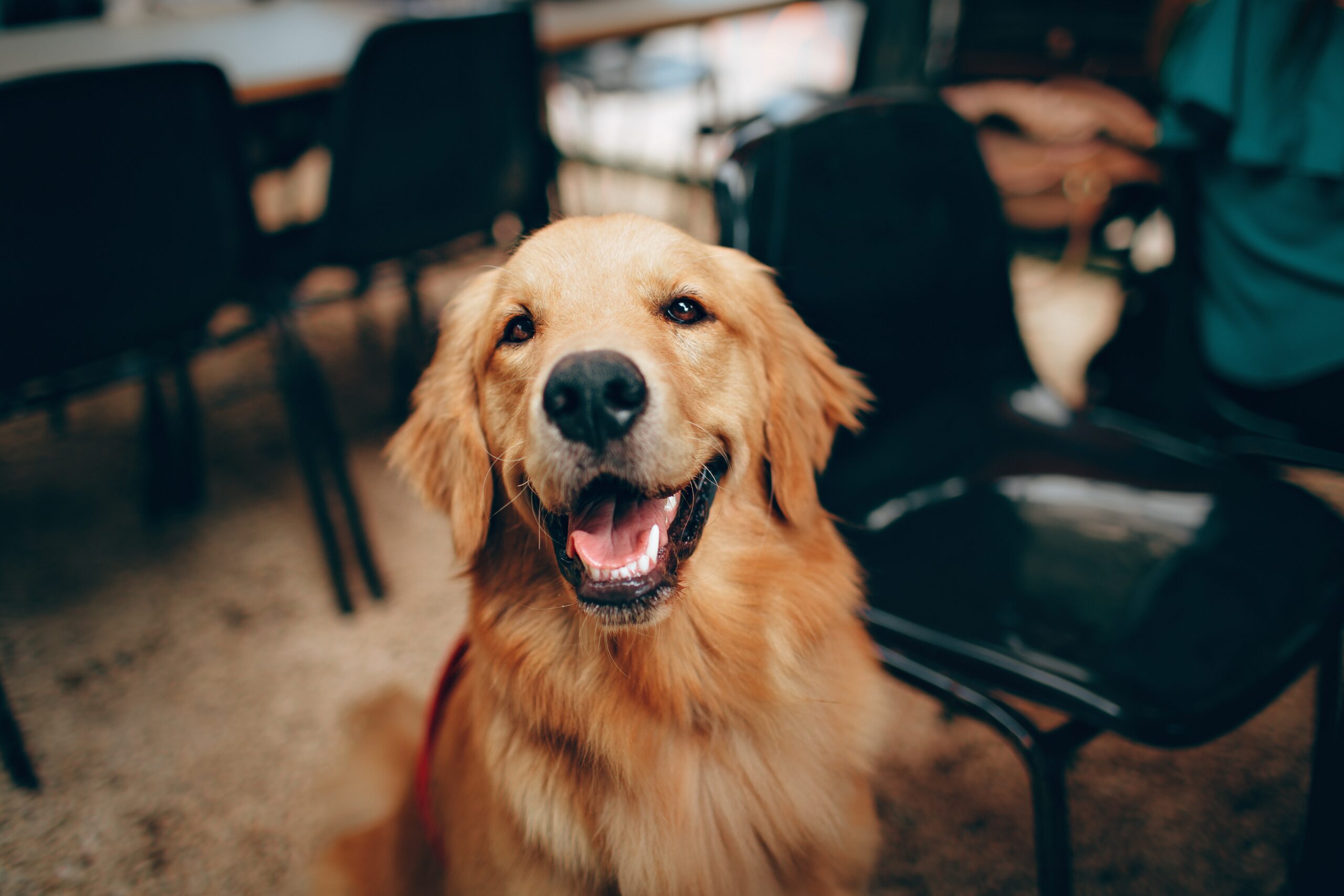 adorable-animal-animal-lover-2253275.jpg