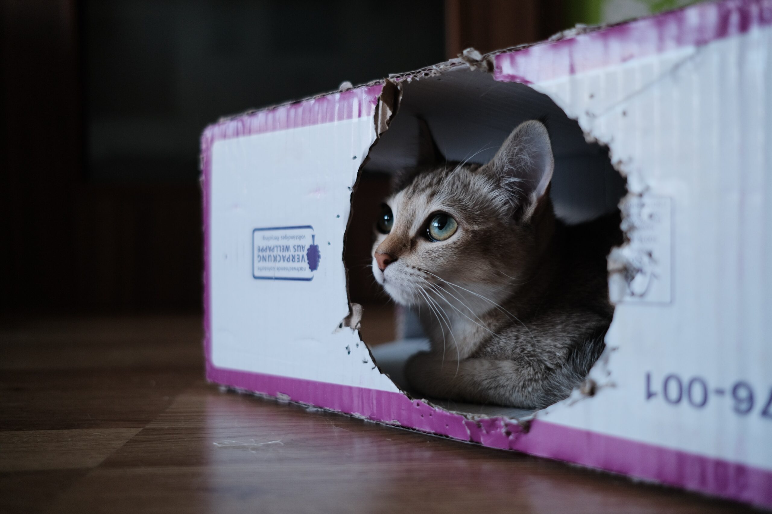 adorable-animal-box-2870497.jpg