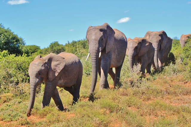 african-bush-elephant-463283_640.jpg