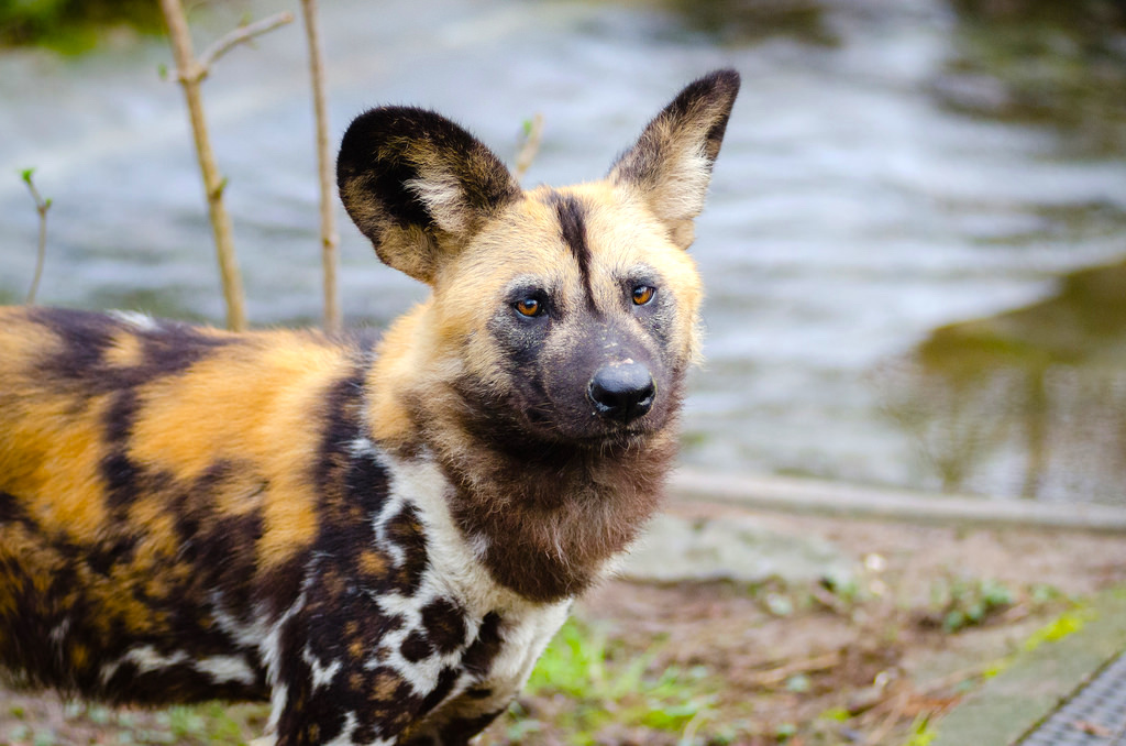 african-wild-dog.jpg