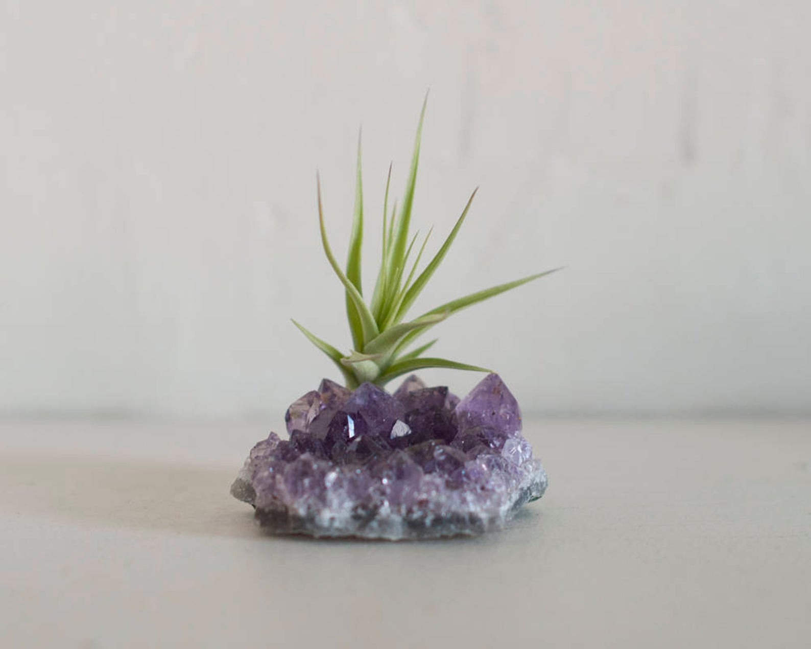 airplant.jpg