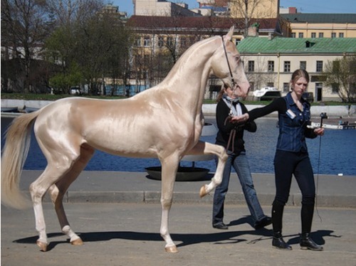 akhal-teke.jpg