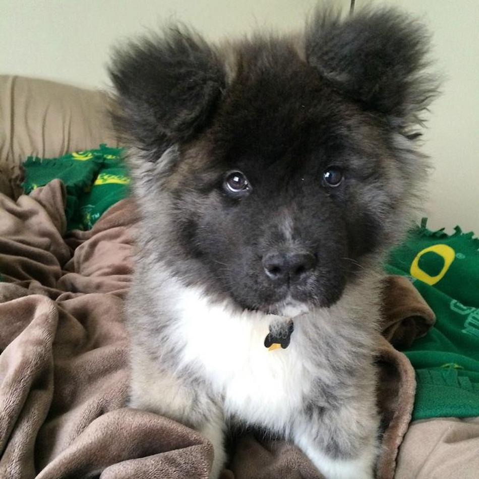 akita.jpg
