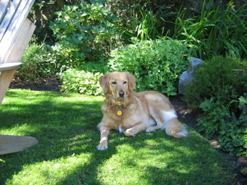 alfie-At-Home-in-His-Garden.jpg