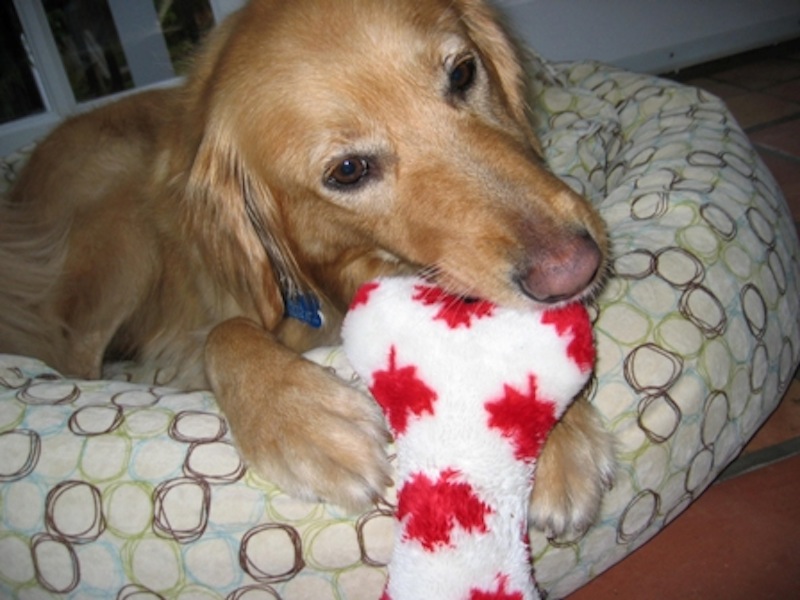alfie-Celebrating-Canada-Day.jpg