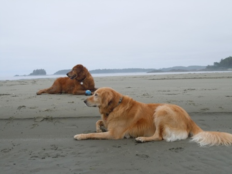 alfie-and-bella-on-beach.jpg