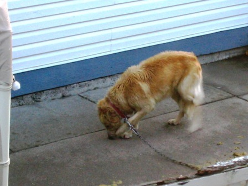 alfie-before-2-web.jpg