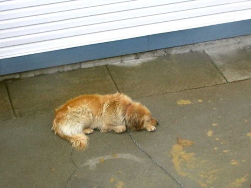 alfie-before-3-web.jpg