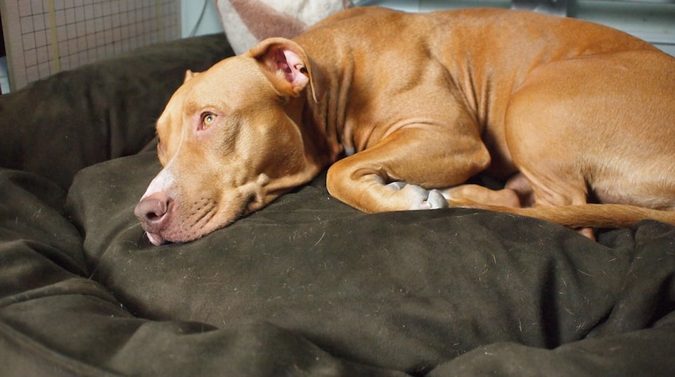allergy-dog-bed.jpg
