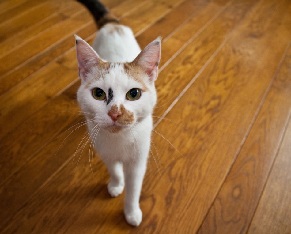 allergy-wood-floors.jpg