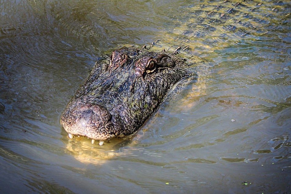 alligator-antibiotic.jpg