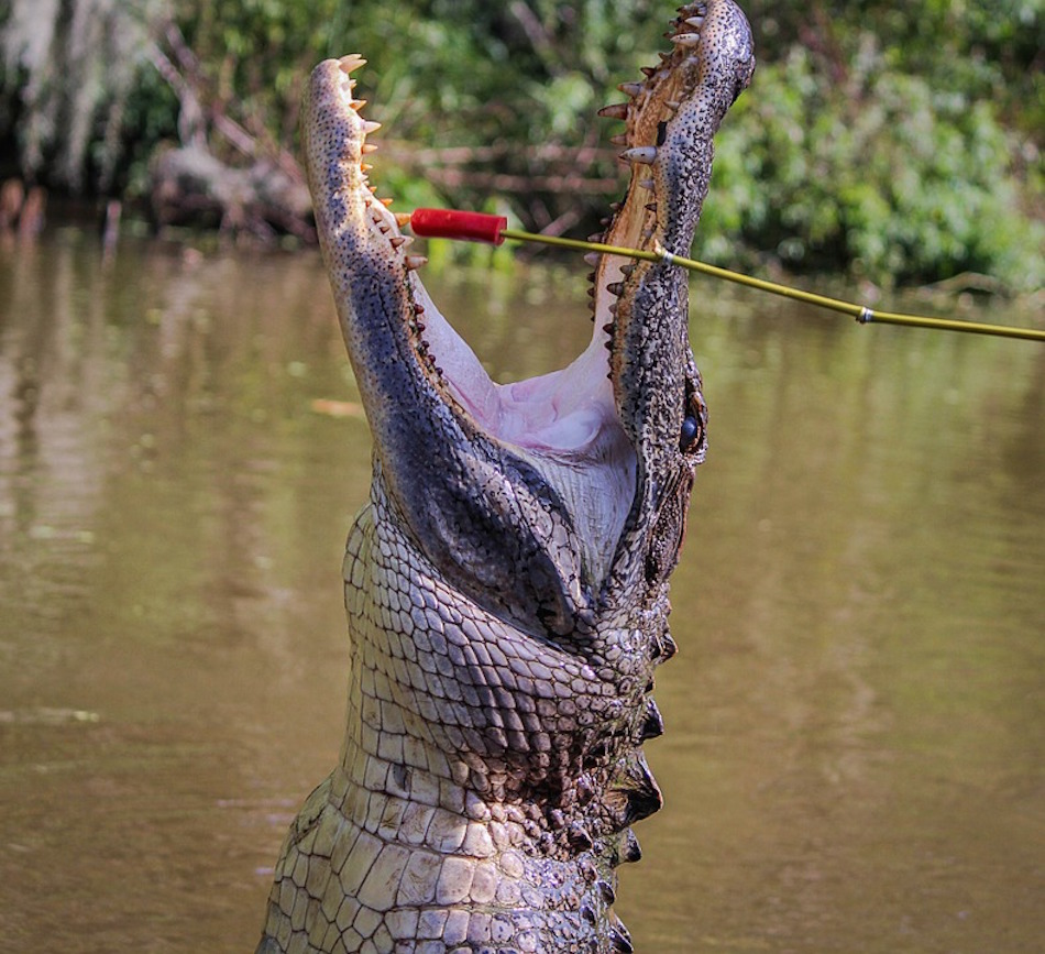 alligator-leap.jpg