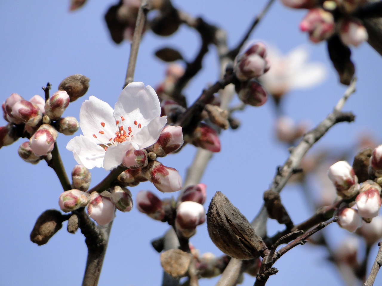 almond-blossom-681154_1280.jpg
