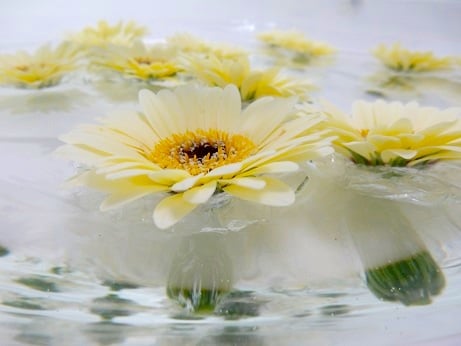 and-float-the-flowers-461x346-1.jpg