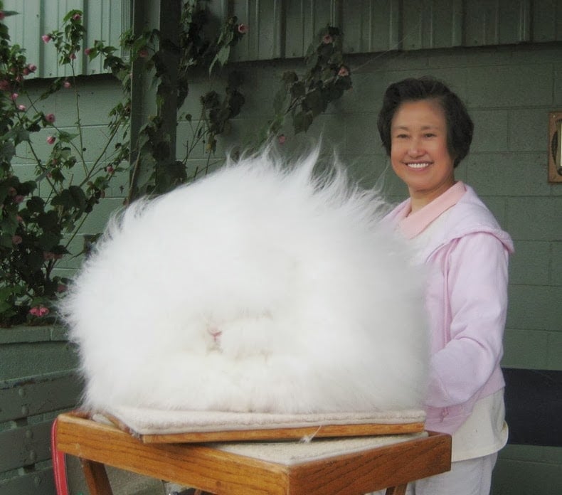 angora-rabbit-36.jpg