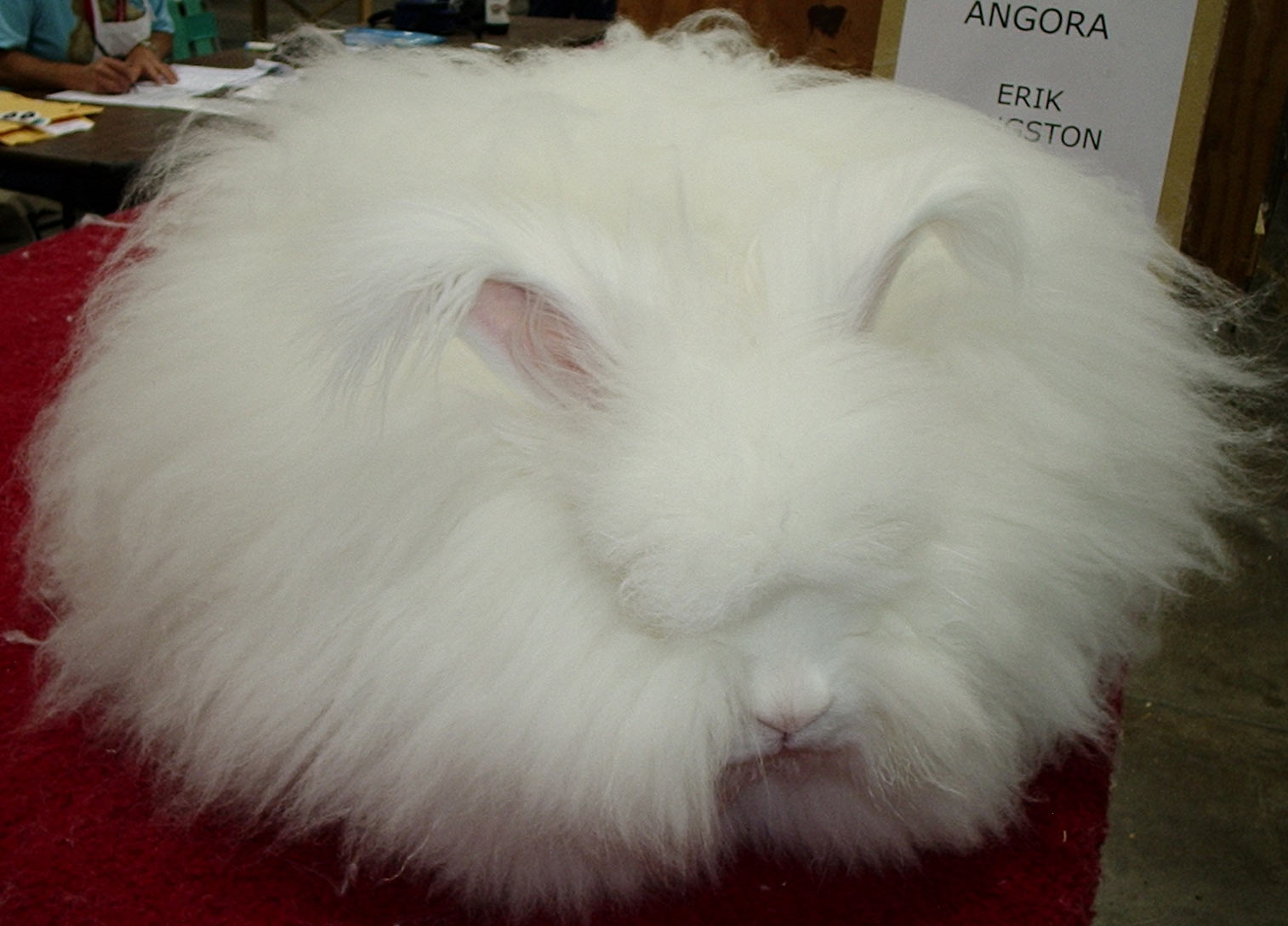 angora-rabbit-english-1.jpg
