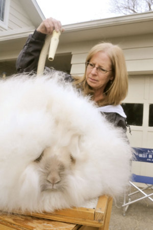 angora_rabbits_1.jpeg