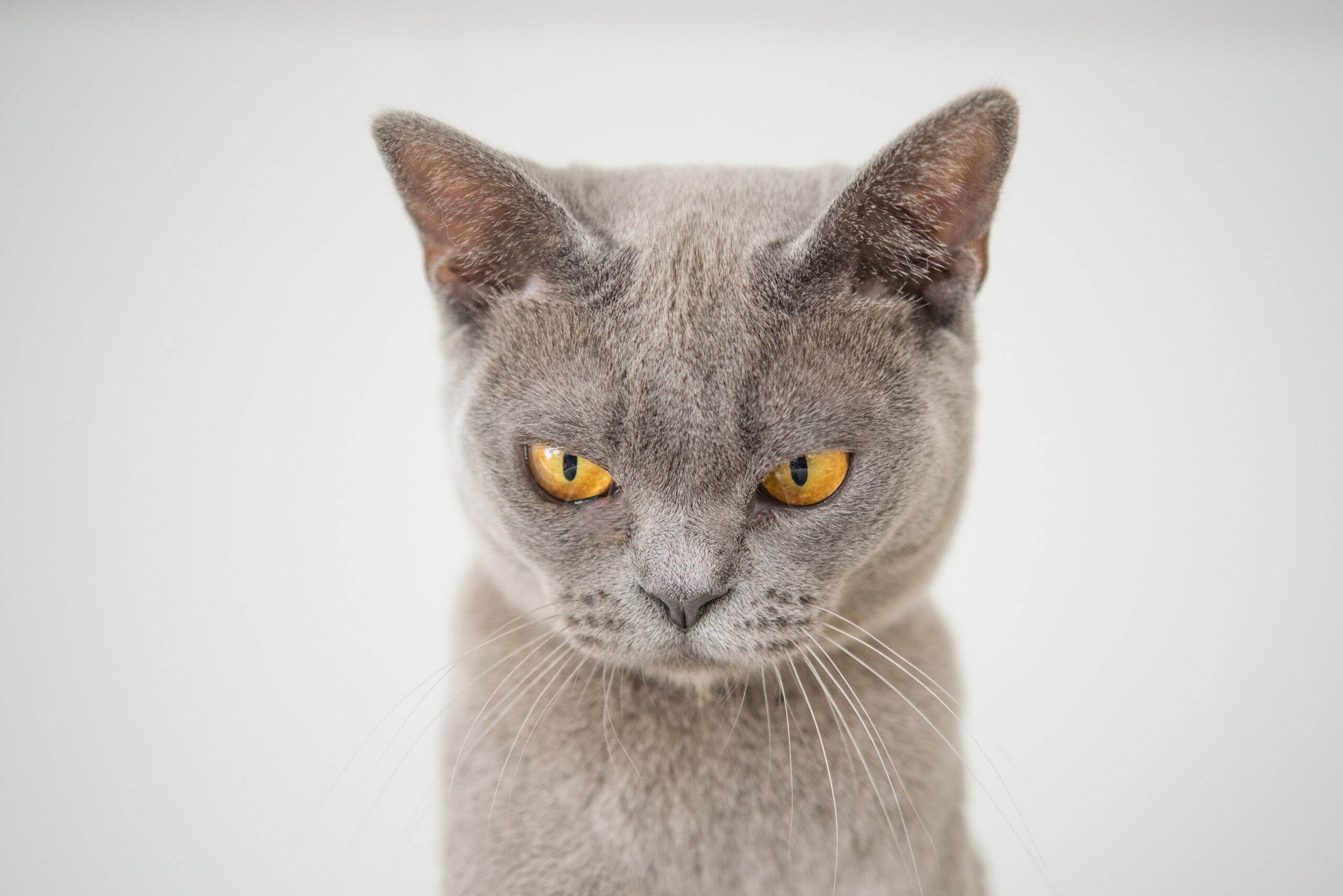 angry-animal-cat-1331821.jpg