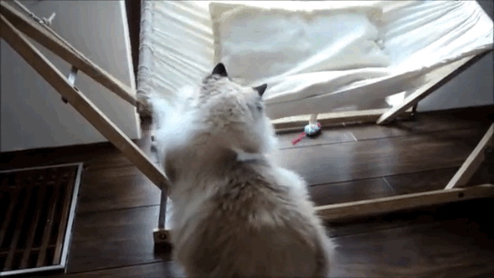 anigif_enhanced-8454-1404310204-3.gif