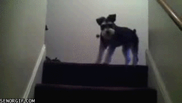 anigif_enhanced-buzz-17007-1376321322-10.gif