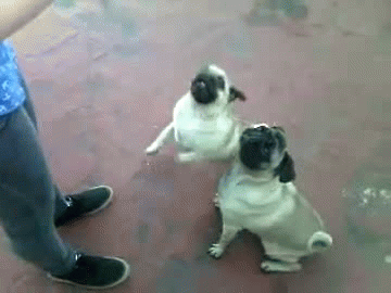 anigif_enhanced-buzz-22075-1376324018-15.gif