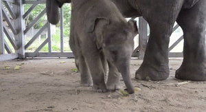 anigif_enhanced-buzz-25412-1396893155-8.gif