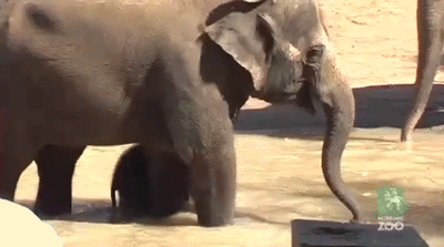 anigif_enhanced-buzz-27765-1396896375-21.gif