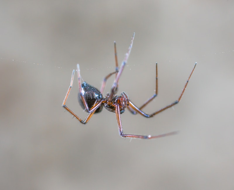 animal-arachnid-biology-1038027.jpg