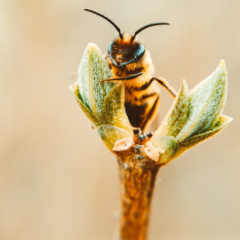 animal-bee-biology-2047420.jpg