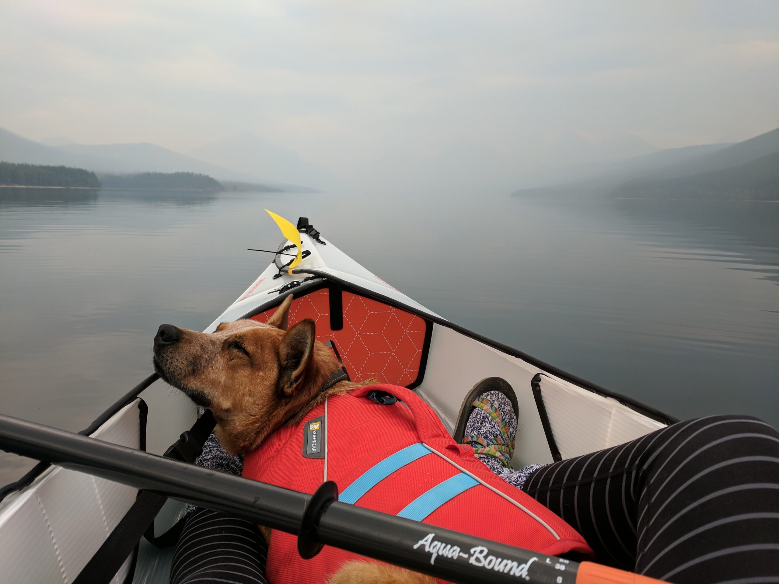 animal-boat-canine-1831997.jpg