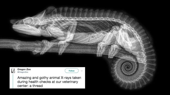 animal x-rays thread