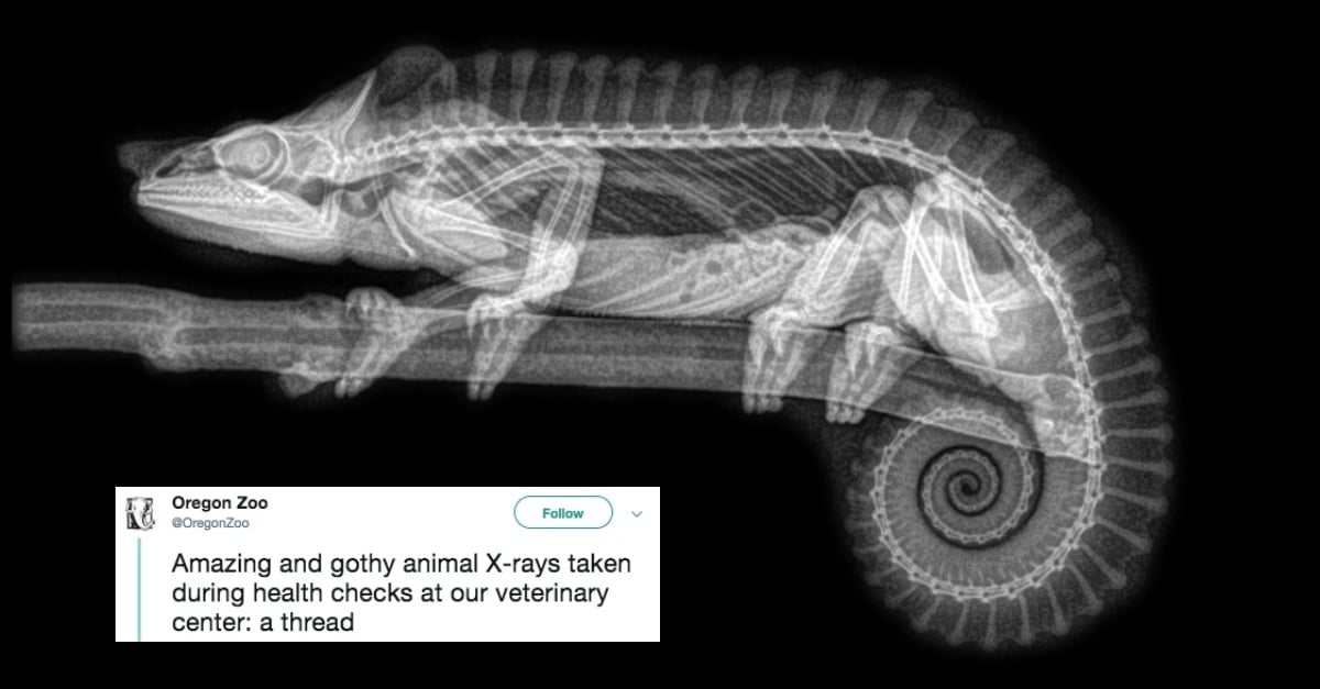 animal x-rays thread