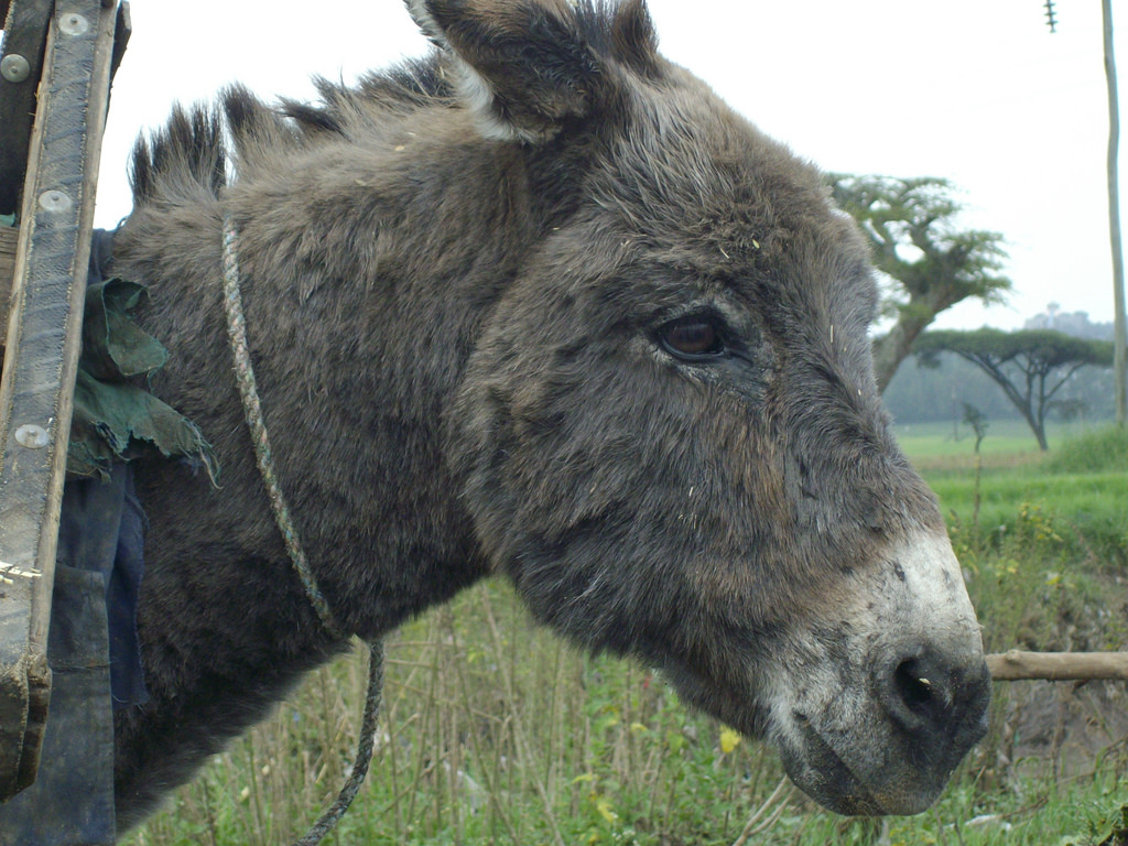 animalhybrids_g.jpg