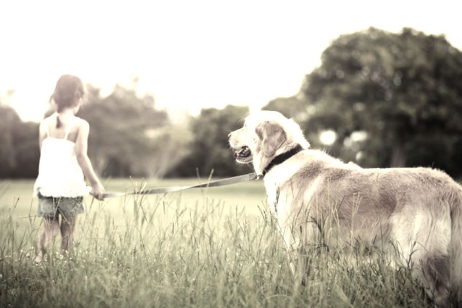 animals-children-grass-dogs-outdoors-pets-little-girl-5616x3744-wallpaper_wallpaperswa.jpg