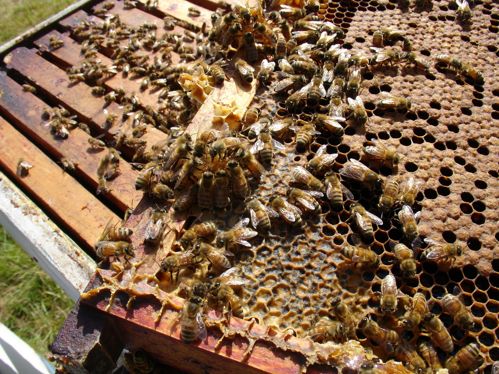 another_mound_o_bees.jpg