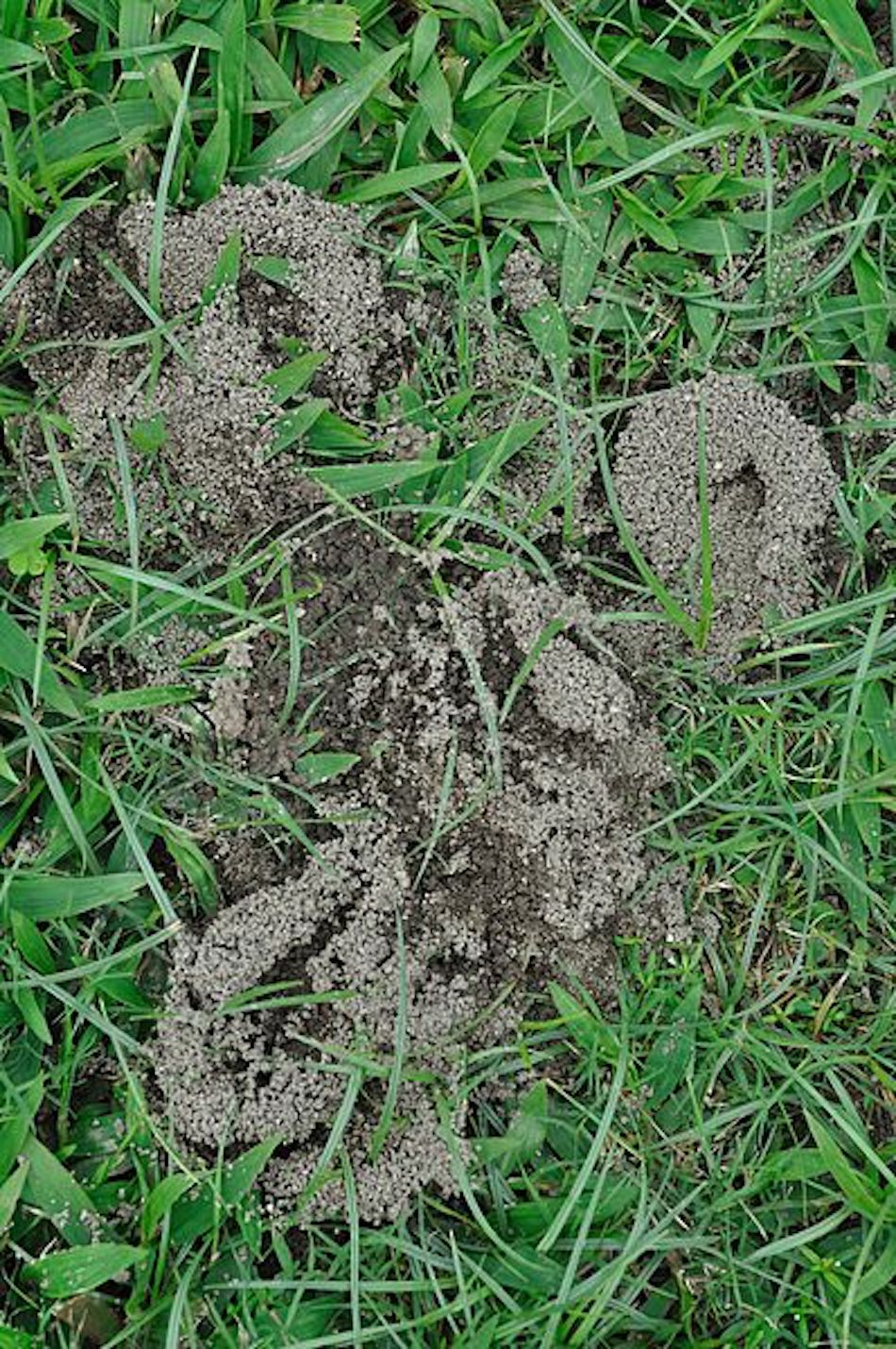 ant-hill.jpg