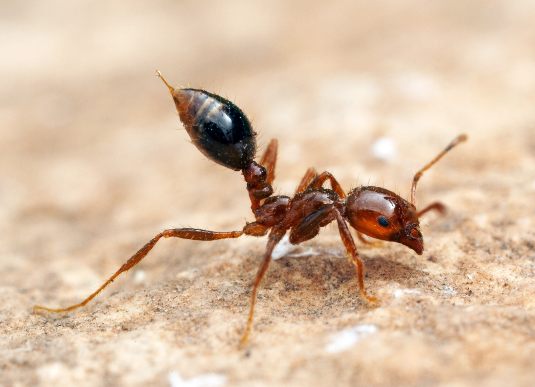 Solenopsis invicta 1