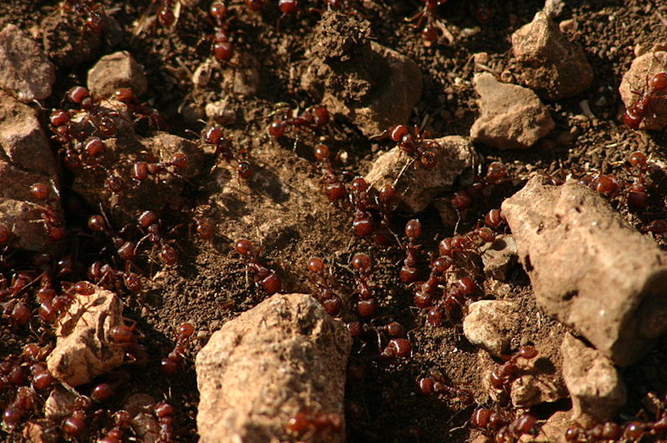 ants.jpg