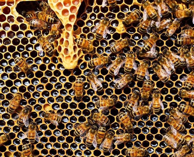apis-mellifera-bee-beekeeping-56876.jpg