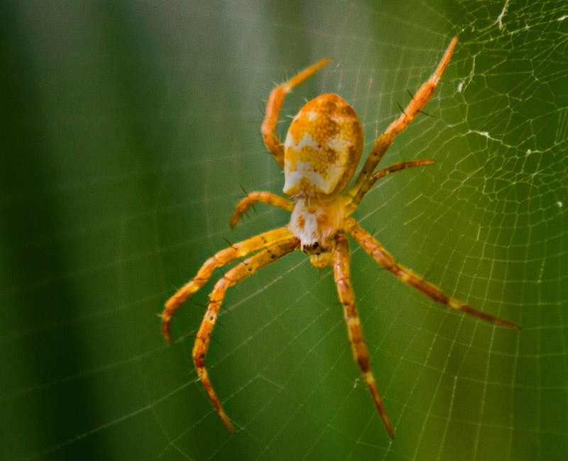 arachnid-close-up-cobweb-997313.jpg
