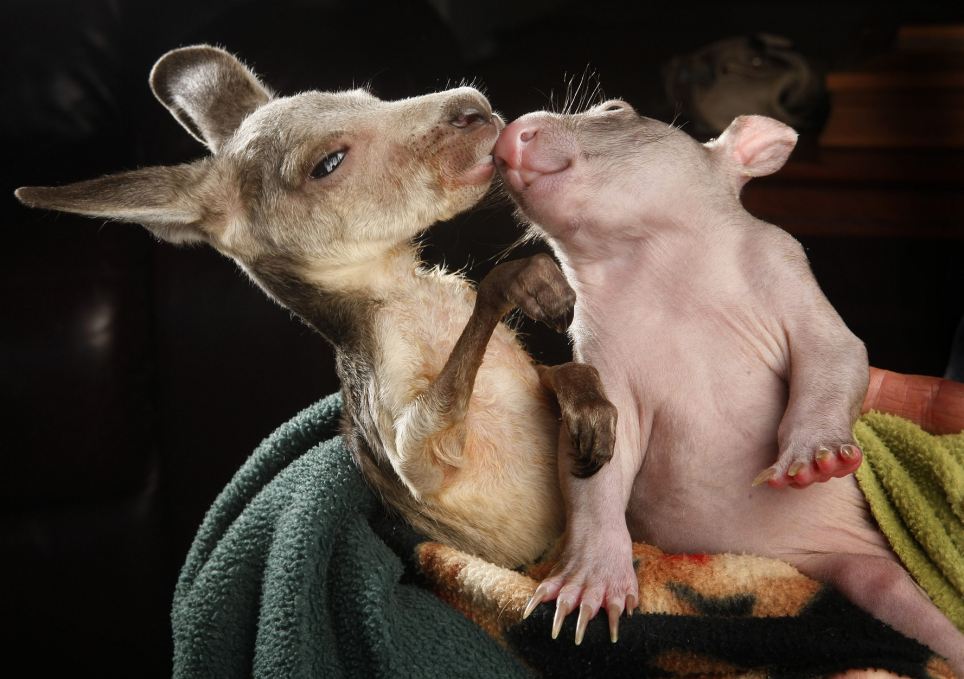 Orphaned kangaroo joey and wombat joey who share a pouch at the Wild about Wildlife Kilmore Rescue Centre in Victoria, Australia - 31 Jul 2012