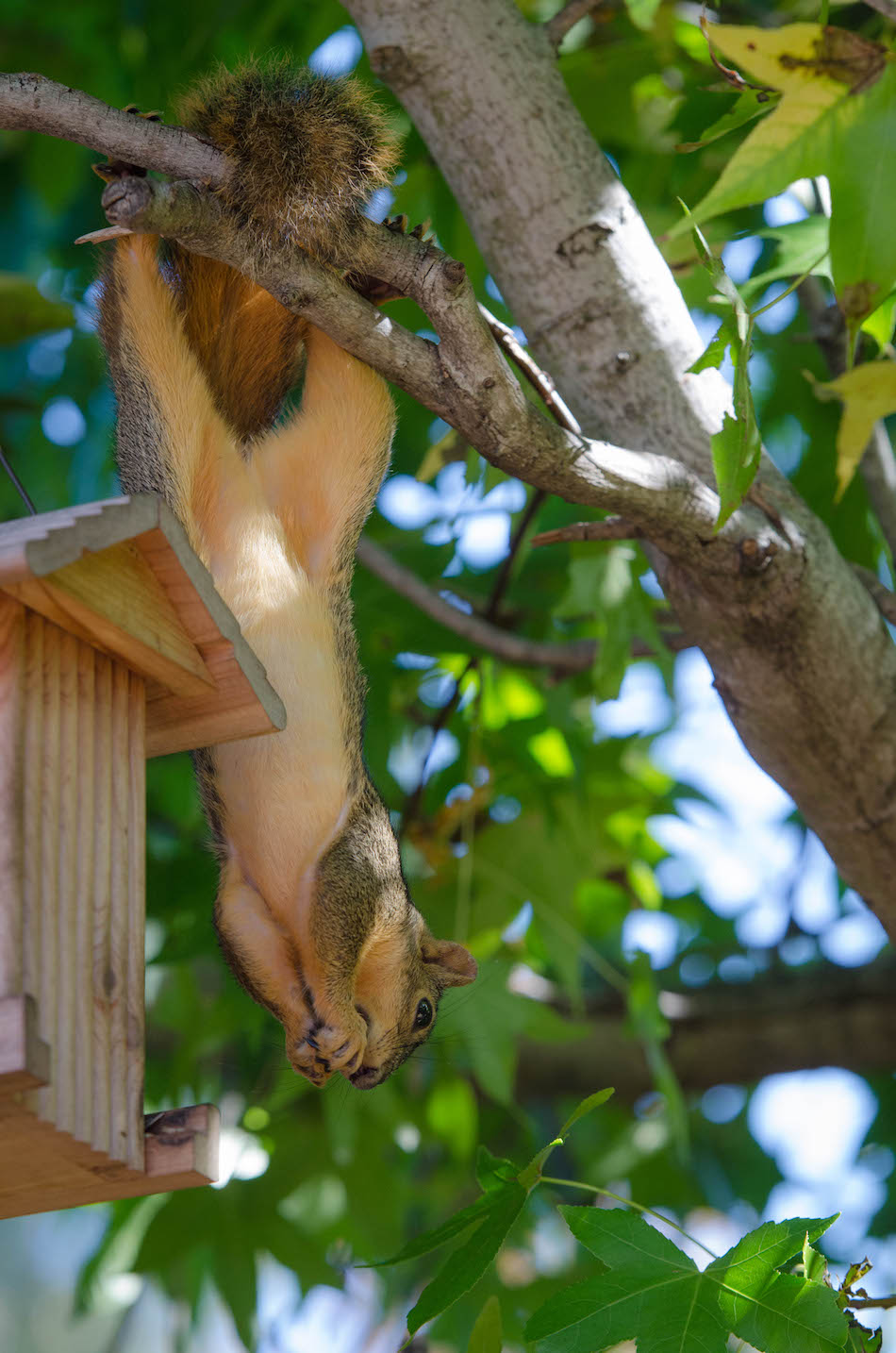 athletic-squirrel.jpg