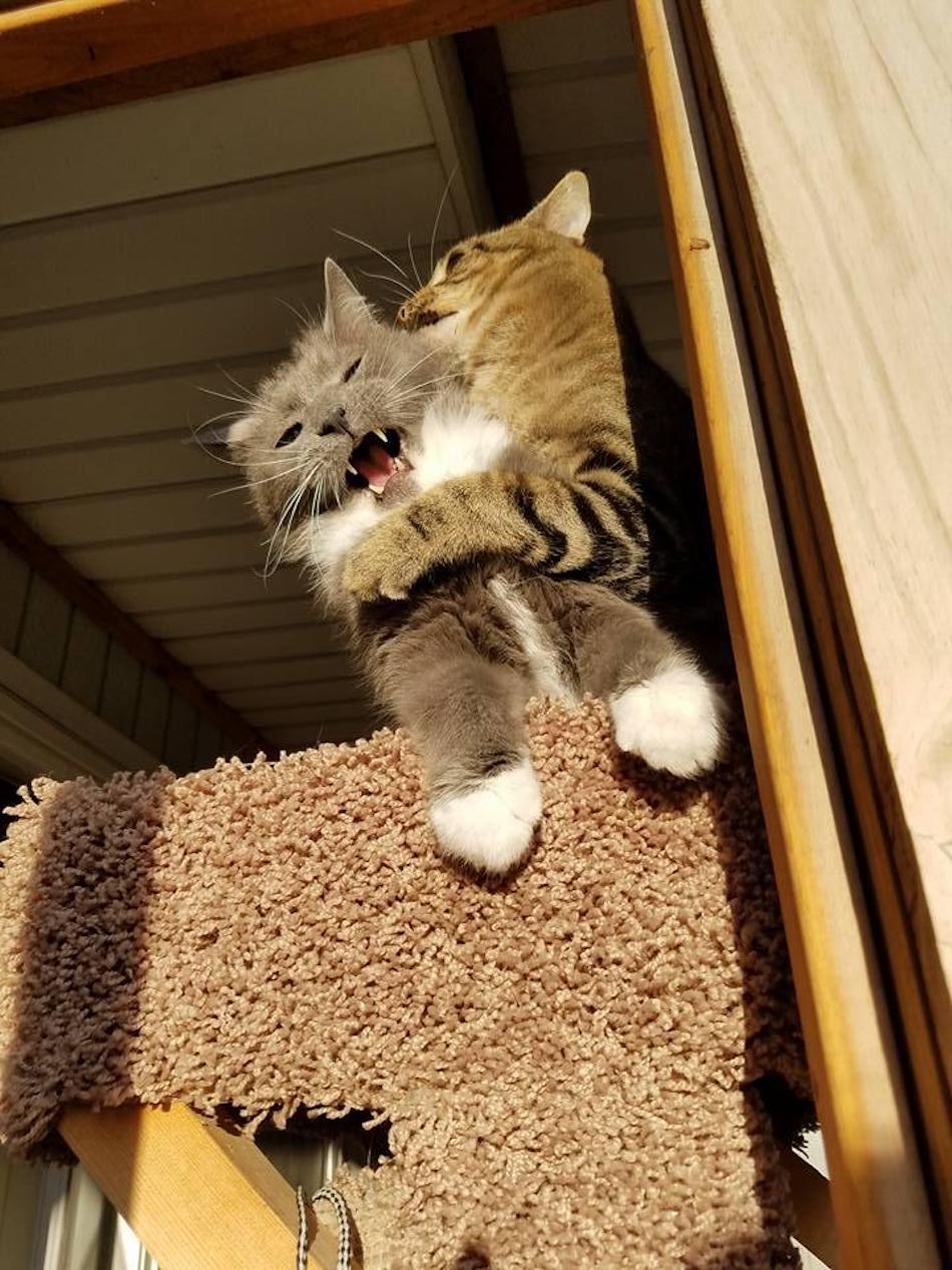 attack.jpg