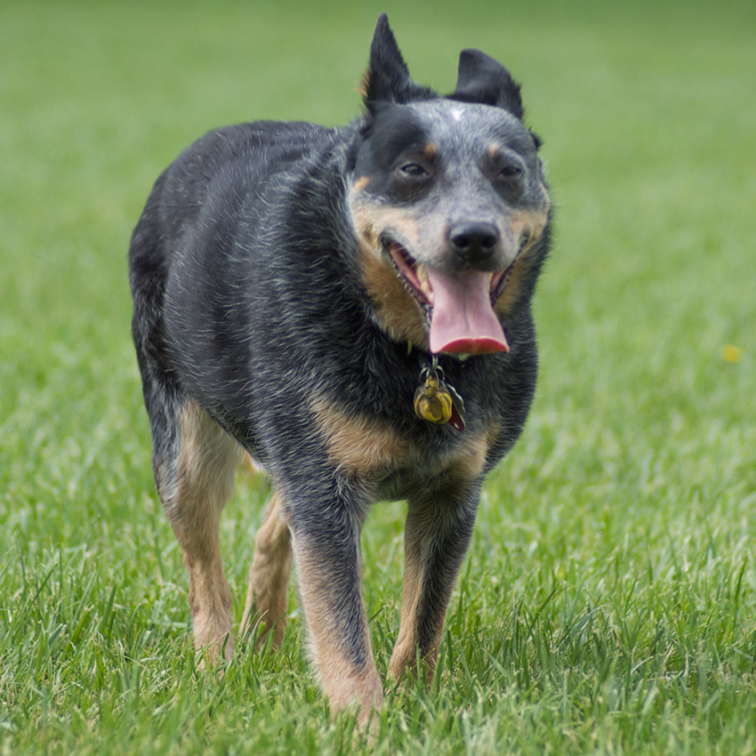 australian-cattle-dog-smartest-dog-breed.jpg