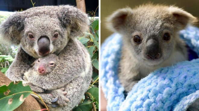 australian-wildfires(1)