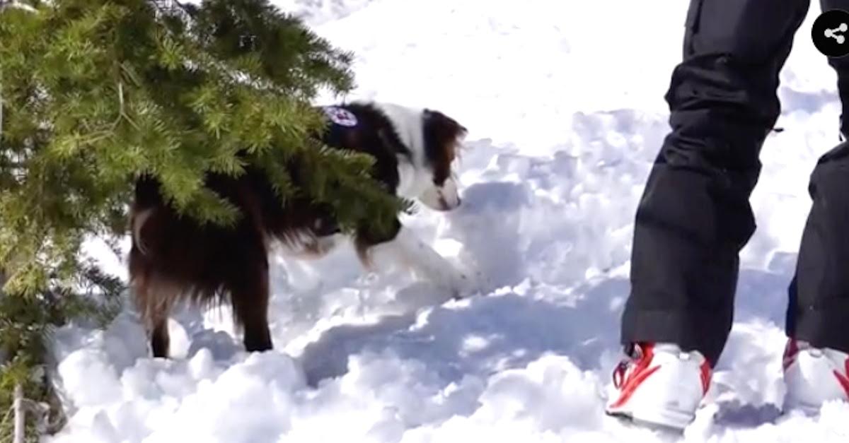 avalanche rescue dog