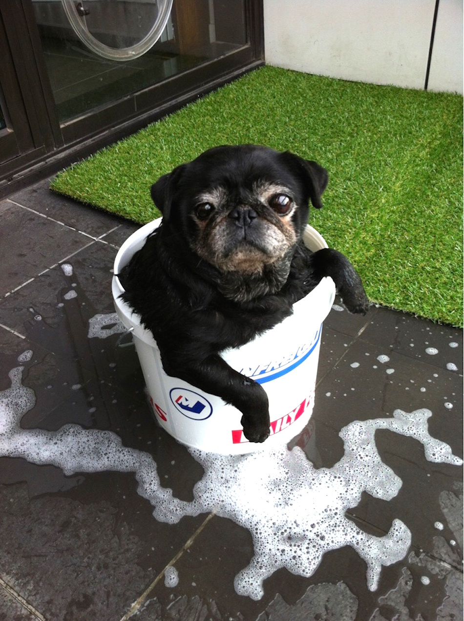 awesoem-to-be-a-pug-bath.jpg