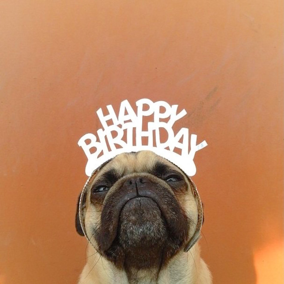 awesome-to-be-a-pug-birthday.jpg