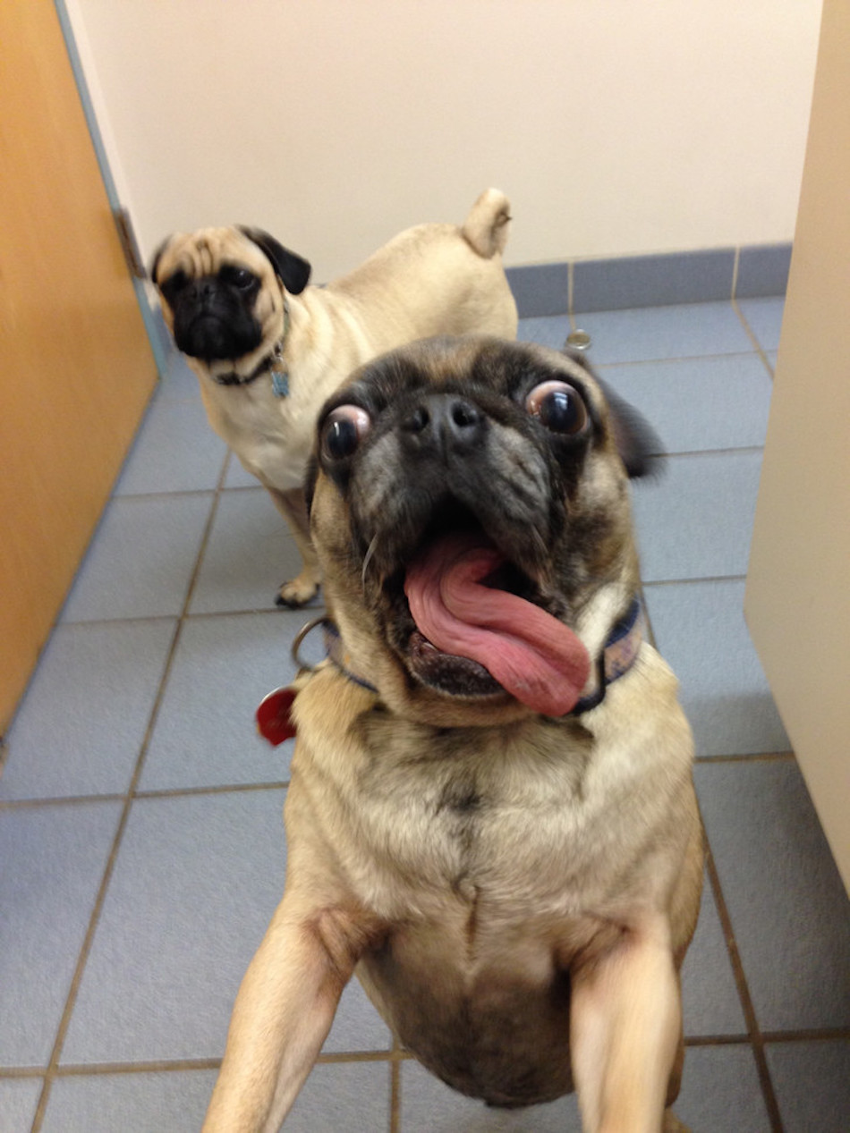 awesome-to-be-a-pug-crazy.jpg